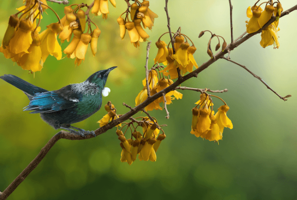 Photo of bird on a tree with yellow leaves.